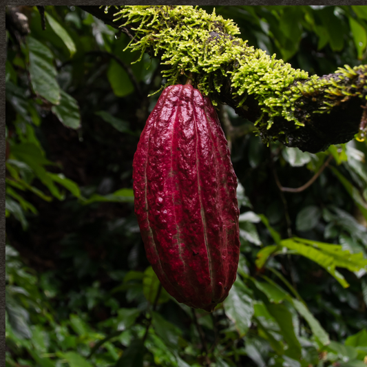 A guide to use Ceremonial cacao to enhance your spiritual journey