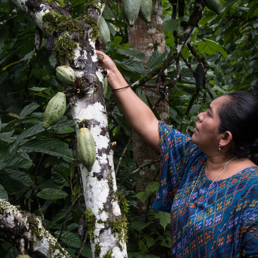 Cacao Tour in Guatemala: more than a retreat, it's a sacred journey to the heart of cacao